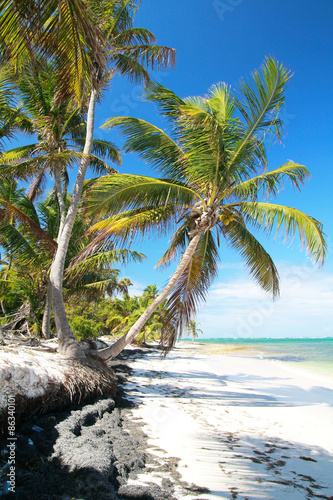 Palms on beautiful caribbean beach