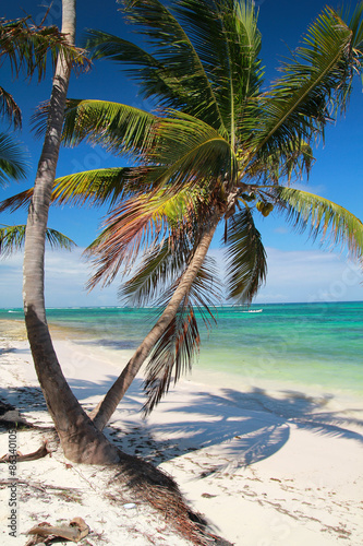 Palm on tropical beach © photopixel