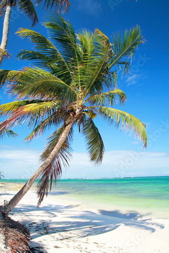 Fototapeta Naklejka Na Ścianę i Meble -  Palm on caribbean sea beach