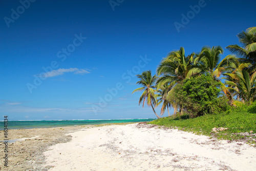 Coconut palm  on beach © photopixel