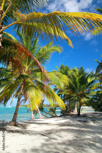 Fototapeta Naklejka Na Ścianę i Meble -  Tropical beach with palms