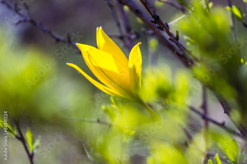 Дикий тюльпан