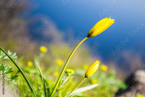 Дикий тюльпан