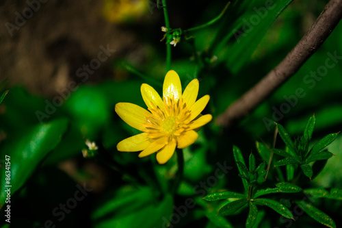 Весенние цветы