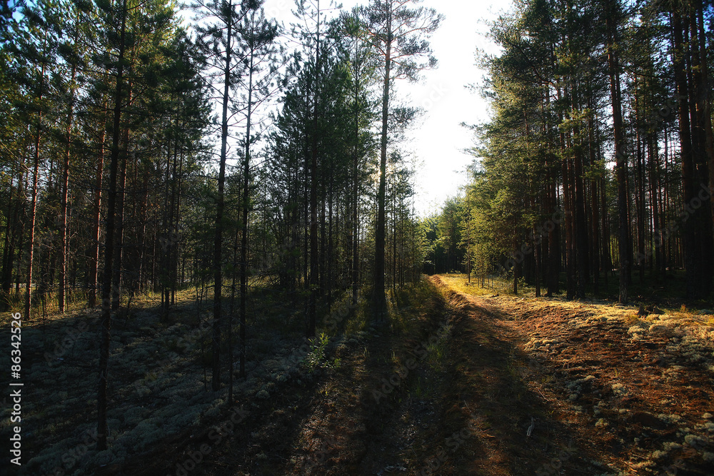 Obraz premium forest landscape in summer europe pine