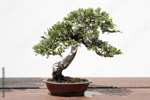 Juniperus sabina bonsai on a wooden table