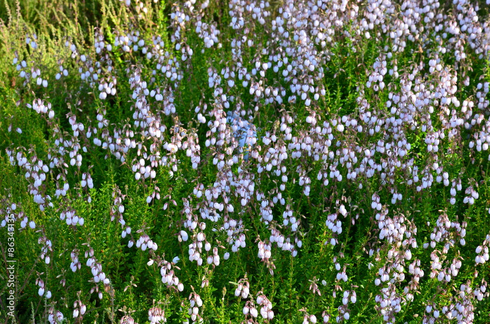 Obraz premium Irische Glockenheide weiß - Daboecia cantabrica Alba