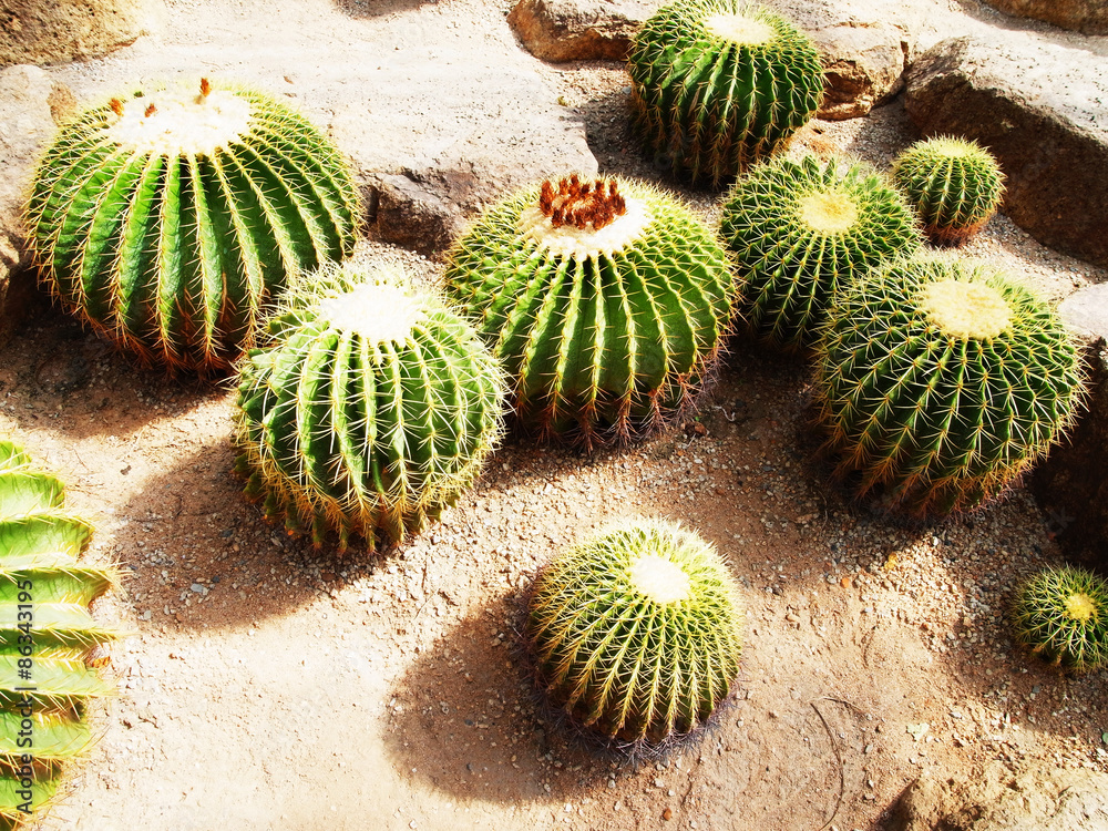 Cactus Cactus