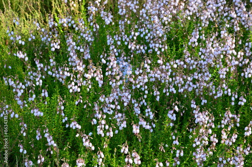 Irische Glockenheide weiß - Daboecia cantabrica Alba photo