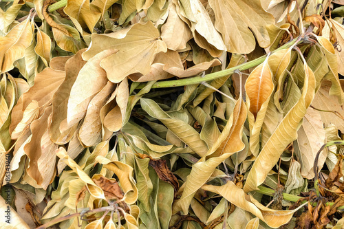 Brown dry the leaves background