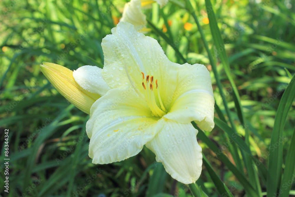 Day-lily in the garden Day-lily in the garden