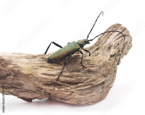 Beetle on branch .