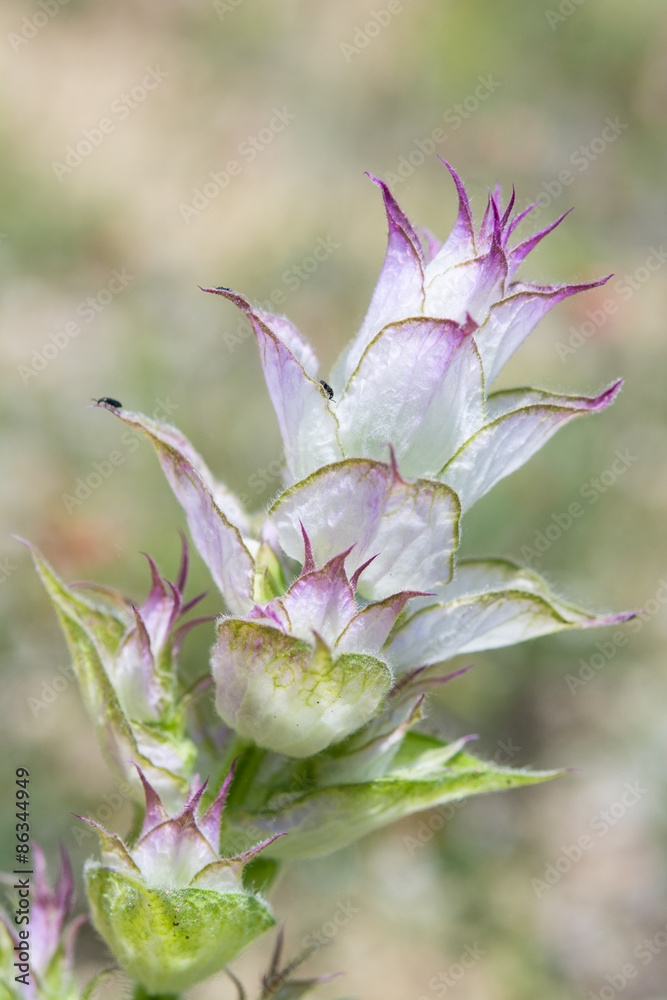 Obraz premium Beautiful forest flower