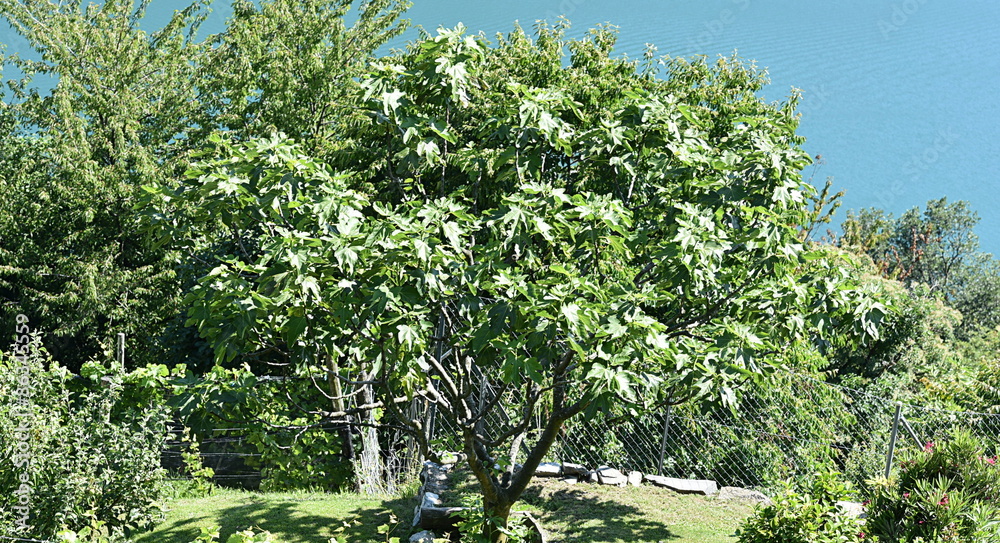 Fototapeta premium verger au tessin
