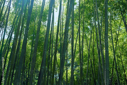 A mysterious bamboo forest