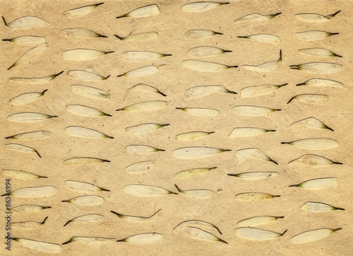 Petals of a daisy on paper texture background.