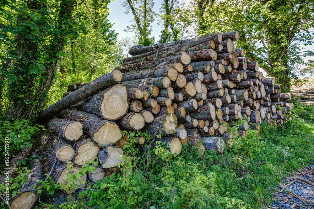 Forest Clearance