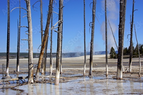 Nationalparks USA: Tote Bäume im Yellowstone