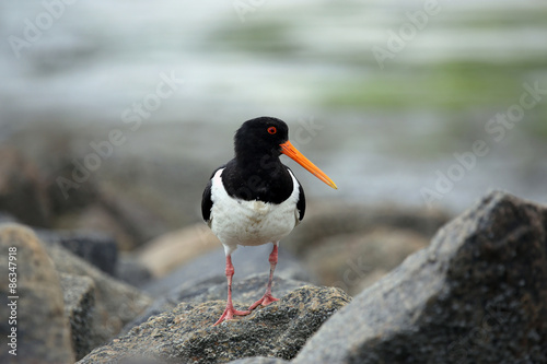 Close-Up of Eurasian oystercatcher