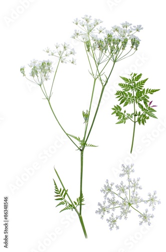 Fototapeta Naklejka Na Ścianę i Meble -  Anthriscus sylvestris