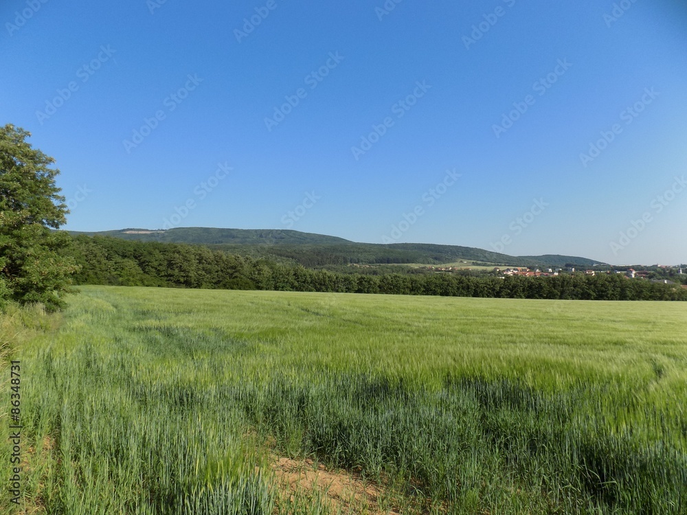 Field, forests and sky Field, forests and sky