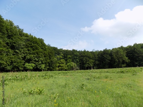 Meadow and forest