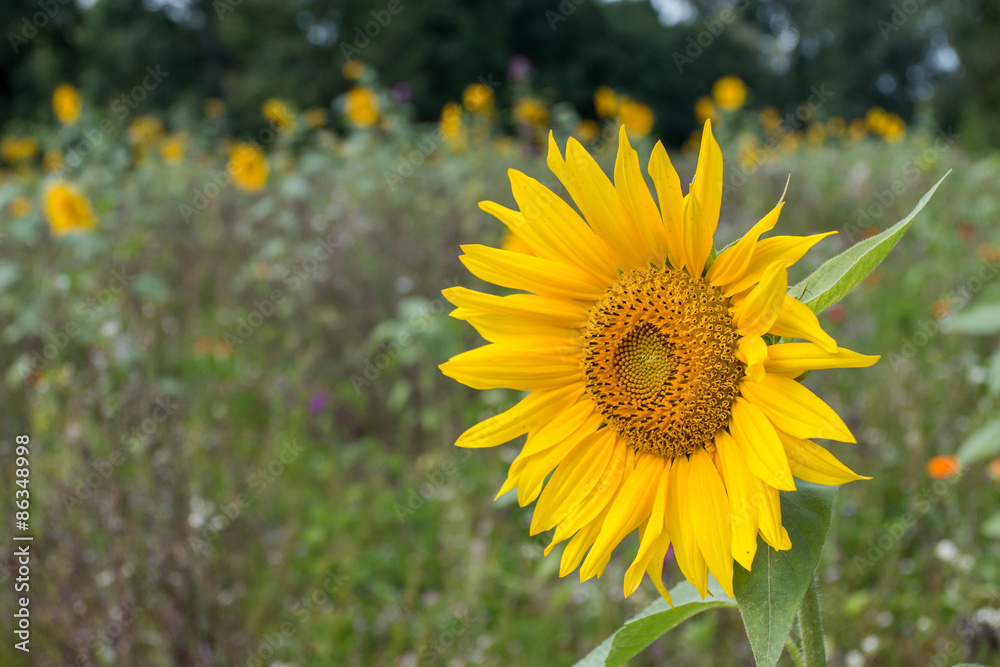 Fototapeta premium Sonenblume