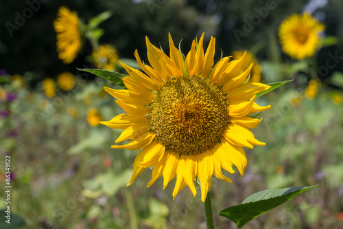 Sonnenblume