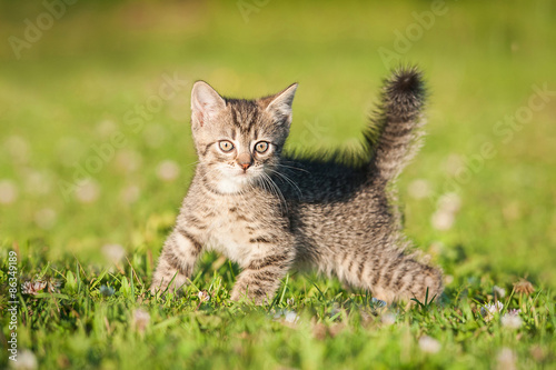 Little scared kitten walking outdoors