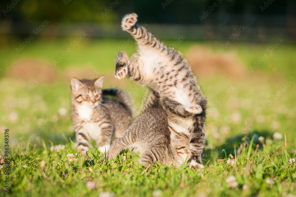 Little funny kittens playing outdoors