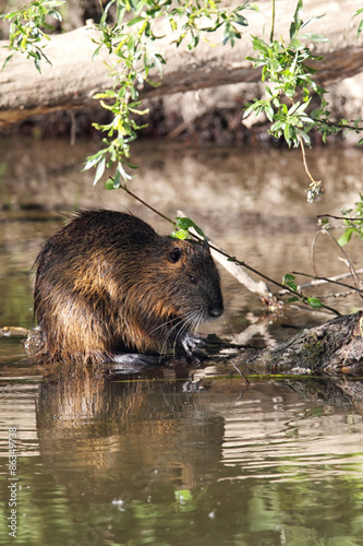 Nutria (Myocastor coypus) photo