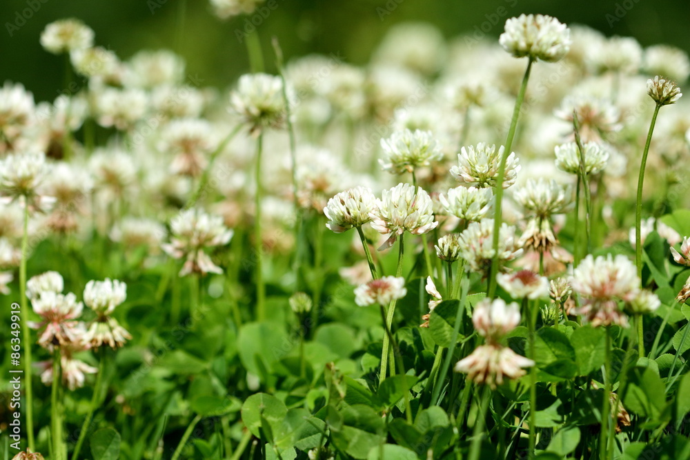 clover field clover field