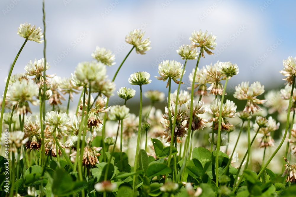 Fototapeta premium clover field