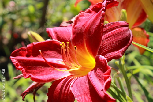 Lily in the garden 