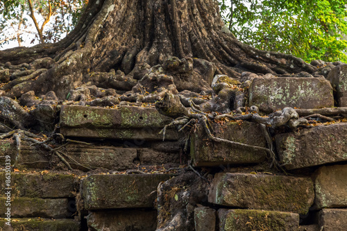 tree in ruin Angkor Wat, Siem Reap, Cambodia. © Emoji Smileys People
