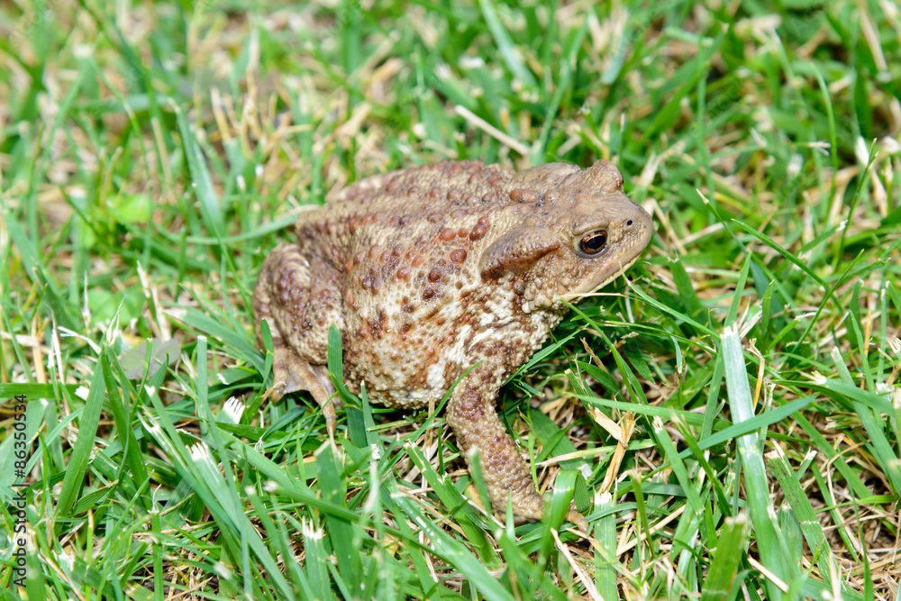 Common toad, bufo bufo, in the grass Common toad, bufo bufo, in the grass