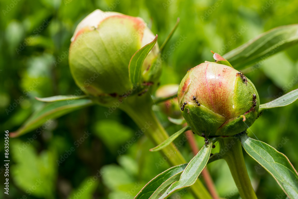 Ants invasion, peony flower Ants invasion, peony flower