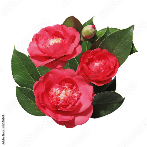 Fototapeta Naklejka Na Ścianę i Meble -  Fleurs de camélia