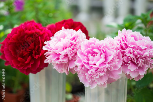 Peony flower 