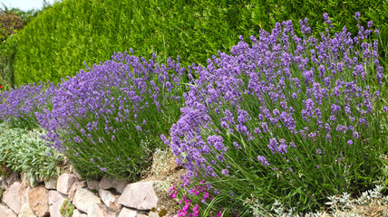 Gartenposter Lavendelblüten Lavendel am Rand einer Hecke  © hcast