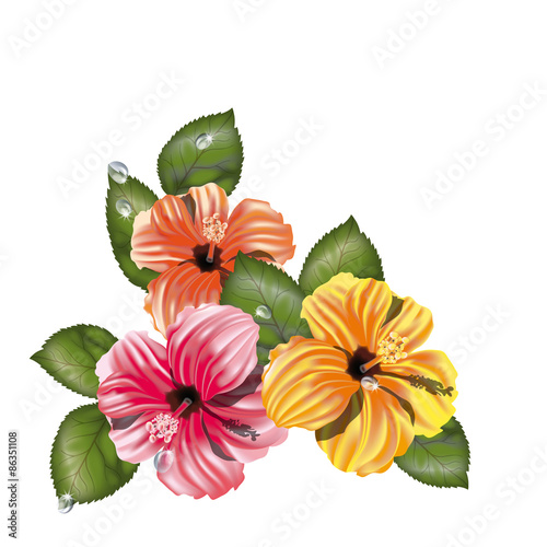 Hibiscus decorazione
