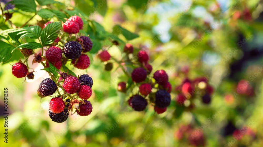 Blackberries bush, homegrown produce concept