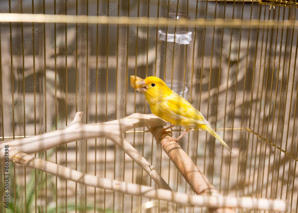 Fototapeta premium Yellow in the cage