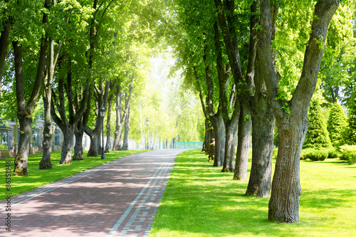 Fototapeta Naklejka Na Ścianę i Meble -  Pavement in the park