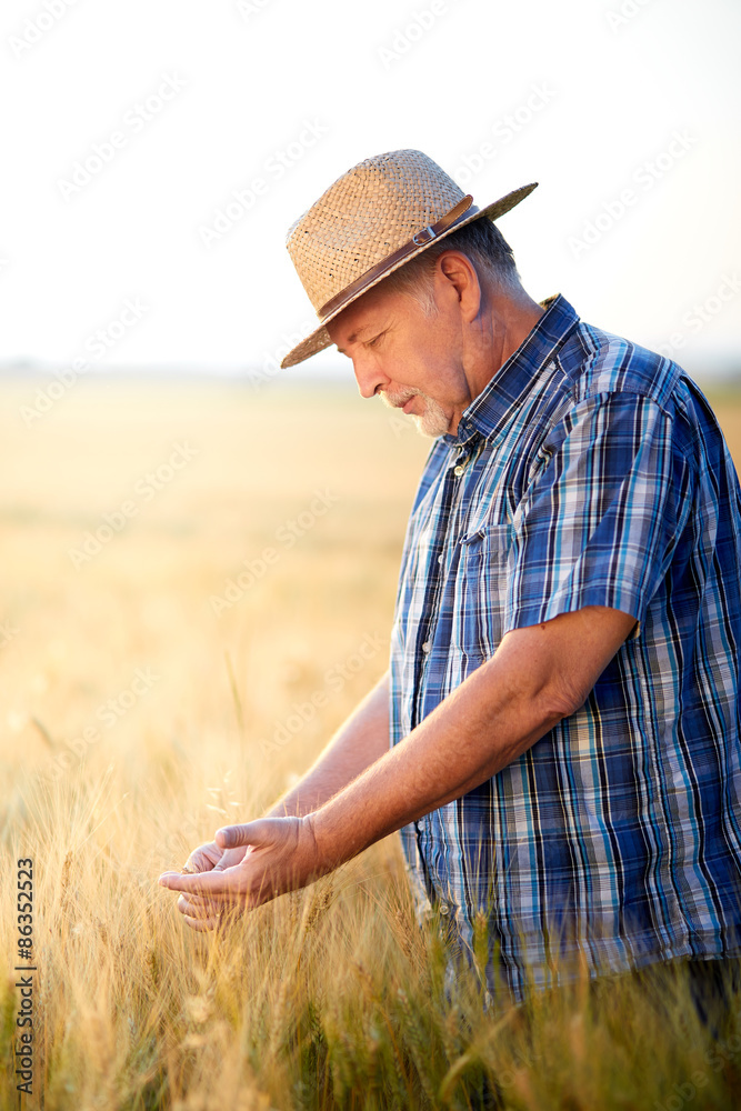 Senior farmer checks wheat grain in summer field Senior farmer checks wheat grain in summer field