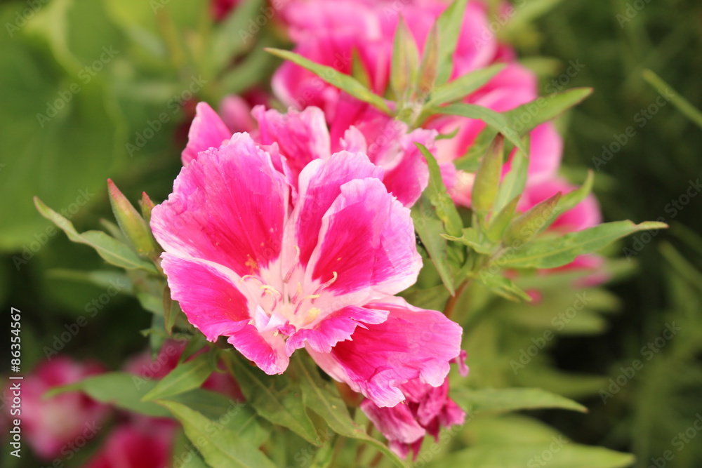Pink and white Pink and white