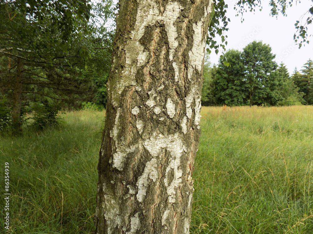 Birch tree bark Birch tree bark