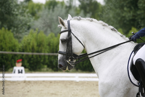 Side view portrait of a beautiful grey dressage horse during work