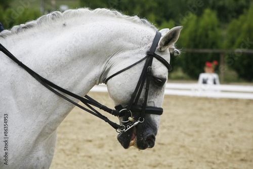 Side view portrait of a beautiful grey dressage horse during work