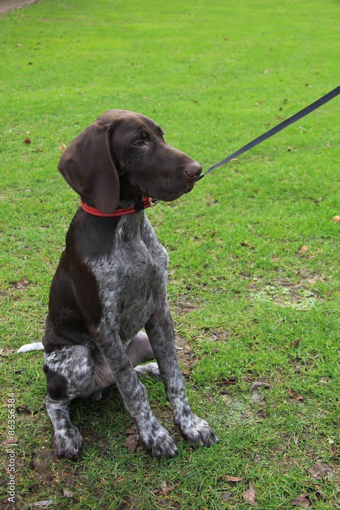 German Shorthaired Pointer